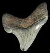Fossil Angustidens Shark Tooth - Megalodon Ancestor #46841-1